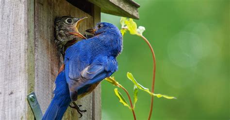 nestig|nesting behavior.